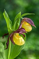 Cypripedium 'Rascal' Showy Lady's Slipper orchid