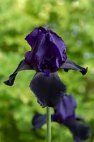 Iris germanica 'Deep Black' - Bearded Iris