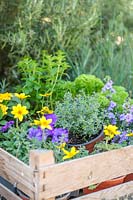 Wooden crate filled with colourful bedding and herbs