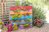 Pallet planter filled with colourful bedding and decorated with rainbow colours