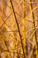 Salix alba var. vitellina 'Yelverton' - Golden Willow 