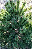 Pinus sylvestris 'Kelpie' - Scot's Pine 