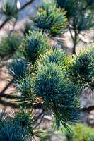 Pinus strobus 'Compacta' - Pine 