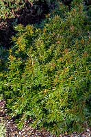 Taxus baccata 'Decora' - Yew