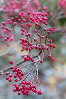 Sorbus fansipanensis - Rowan or Mountain Ash 