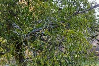 Viscum album - Mistletoe - in an old Malus domestica - Apple - tree