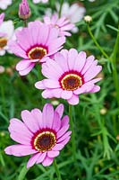 Argyranthemum 'Sherbert Frost Pink'