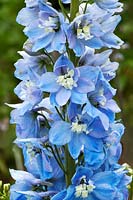 Delphinium 'Magic Fountains Sky blue White Bee'