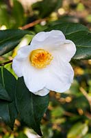 Camellia x williamsii 'Francis Hanger'