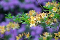 Rhododendron 'Chanel' - Azalea 'Chanel' 