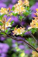 Rhododendron 'Chanel' - Azalea 'Chanel' 