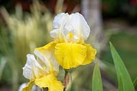 Iris 'Gold Frost' - Bearded Iris 