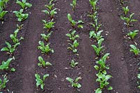 Beta vulgaris - Beetroot - young plants in a vegetable garden