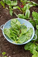 Beta vulgaris subsp. cicla var. flavescens -  Swiss Chard 'Bright Lights' - young leaves in a colander 