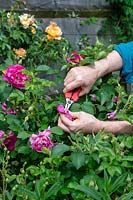 Gardener deadheading Rosa - Rose 