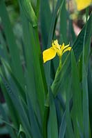 Iris pseudacorus - Yellow Flag Iris 