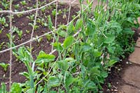Lathyrus odoratus - Sweet Pea - row of young plants growing up a twine support in a vegetable garden