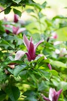 Magnolia liliiflora 'Nigra' - Black Lily Magnolia
