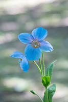 Meconopsis grandis - Himalayan Blue Poppy