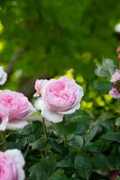 Rosa 'Geoff Hamilton' - English Rose 