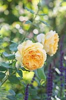 Rosa 'Golden Celebration' - English Shrub Rose 
