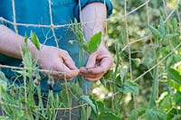 Gardener tying in Lathyrus odoratus - Sweet Pea - plants to a garden twine lattice plant support
