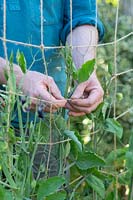 Gardener tying in Lathyrus odoratus - Sweet Pea - plants to a garden twine lattice plant support 