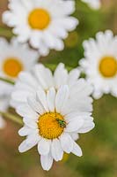 Leucanthemum vulgare - Oxeye Daisy - in flower with Thick Thighed Flower Beetle - Oedemera nobilis