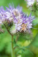 Phacelia in flower with Honey Bee - Apis mellifera