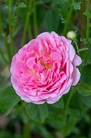 Rosa 'Constance Spry' - English Climbing Rose
