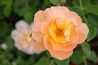 Rosa 'The Lark Ascending' - English Shrub Rose
