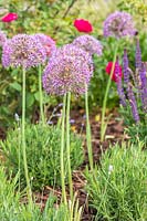 Allium 'Violet Queen' in a bed with young Lavendula - Lavender