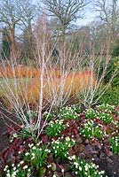 Bare stems of Acer tegmentosum 'Valley Phantom'  with stems of Cornus sanguinea 'Midwinter Fire', with bergenia 'Overture' and Leucojum in foreground                                                                  