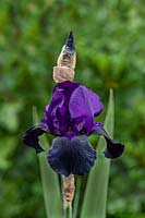 Iris germanica 'Deep Black' 