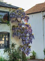 Blue Wisteria covering the house