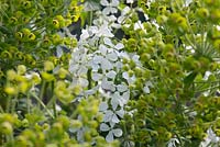 Lunaria annua var albiflora and Euphorbia