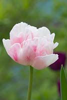 Tulipa 'Foxtrot' - Tulip 'Foxtrot'
