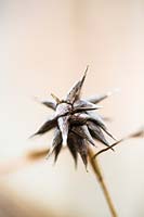 Carex grayi - Mace sedge seedhead 