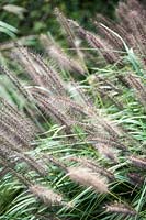 Pennisetum alopecuroides 'Moudry' - Chinese fountain grass 'Moudry'