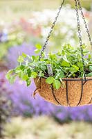Hanging basket planted with peas and mint. 