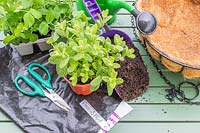 Materials, Ingredients and tools required to make a pea and mint hanging basket. 