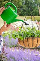 woman watering freshly planted up hanging basket with green watering can. 