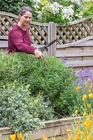 Woman preforming a 'Chelsea Chop' on a Penstemon in early summer to stimulate more growth using hand shears