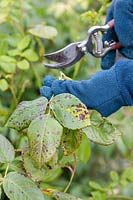 Cutting off foliage with black spot from Rosa - Rose - plant using secateurs