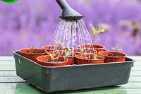 Watering a tray of potted on seedlings with a fine spray 