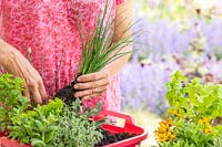 Woman planting chives into washing up bowl herb planter. 