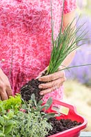 Woman planting chives into washing up bowl herb planter. 