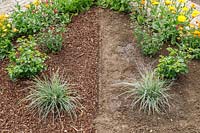An overview of a bed demonstrating the positive effect of mulching at the start of a trial.
