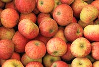 Apple 'Beauty of Bath' - apples in farm shop display 