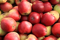 Malus domestica - Apple 'Worcester Pearmain' 